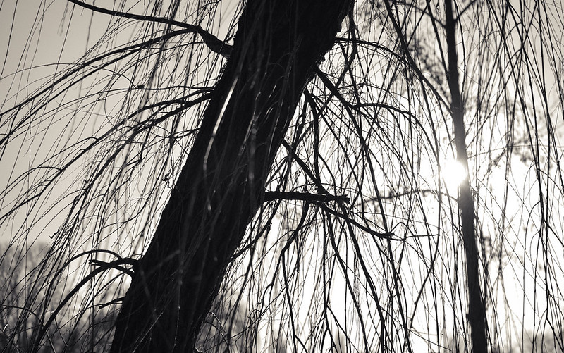 Image of tree with sun breaking through