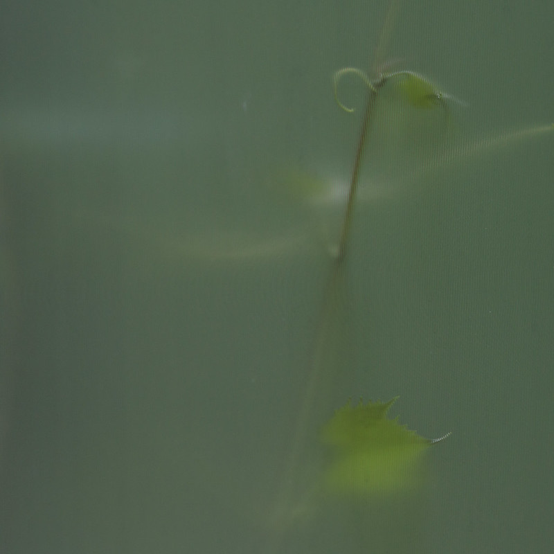 Blurred photo of green vine